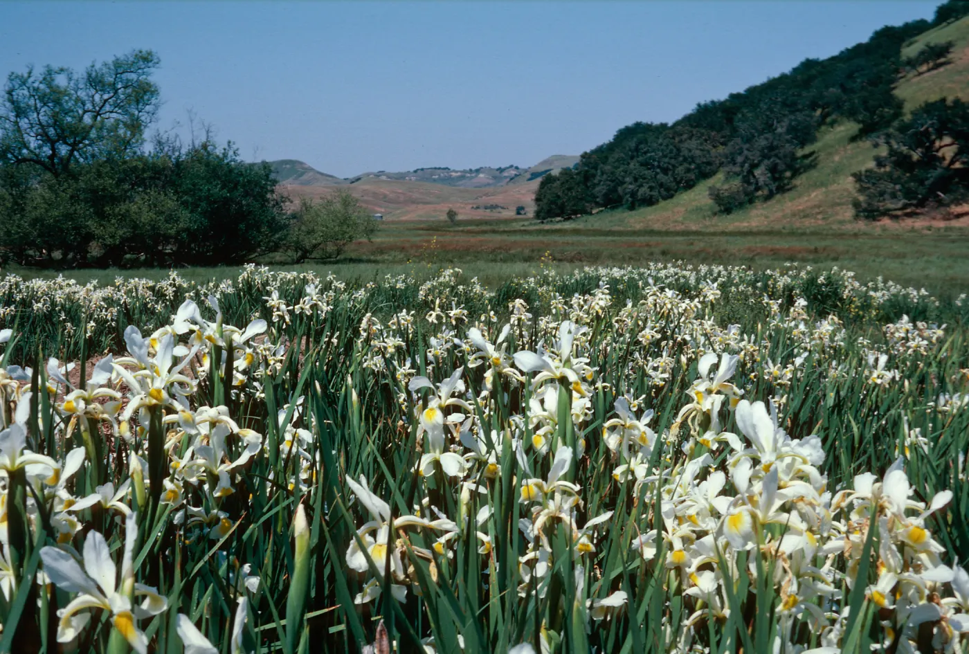 Los Alamos, marsh