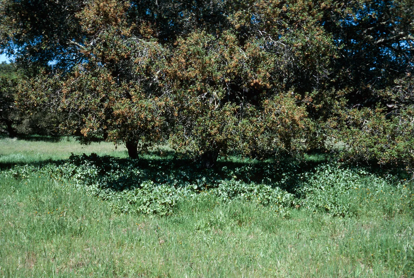 Los Alamos