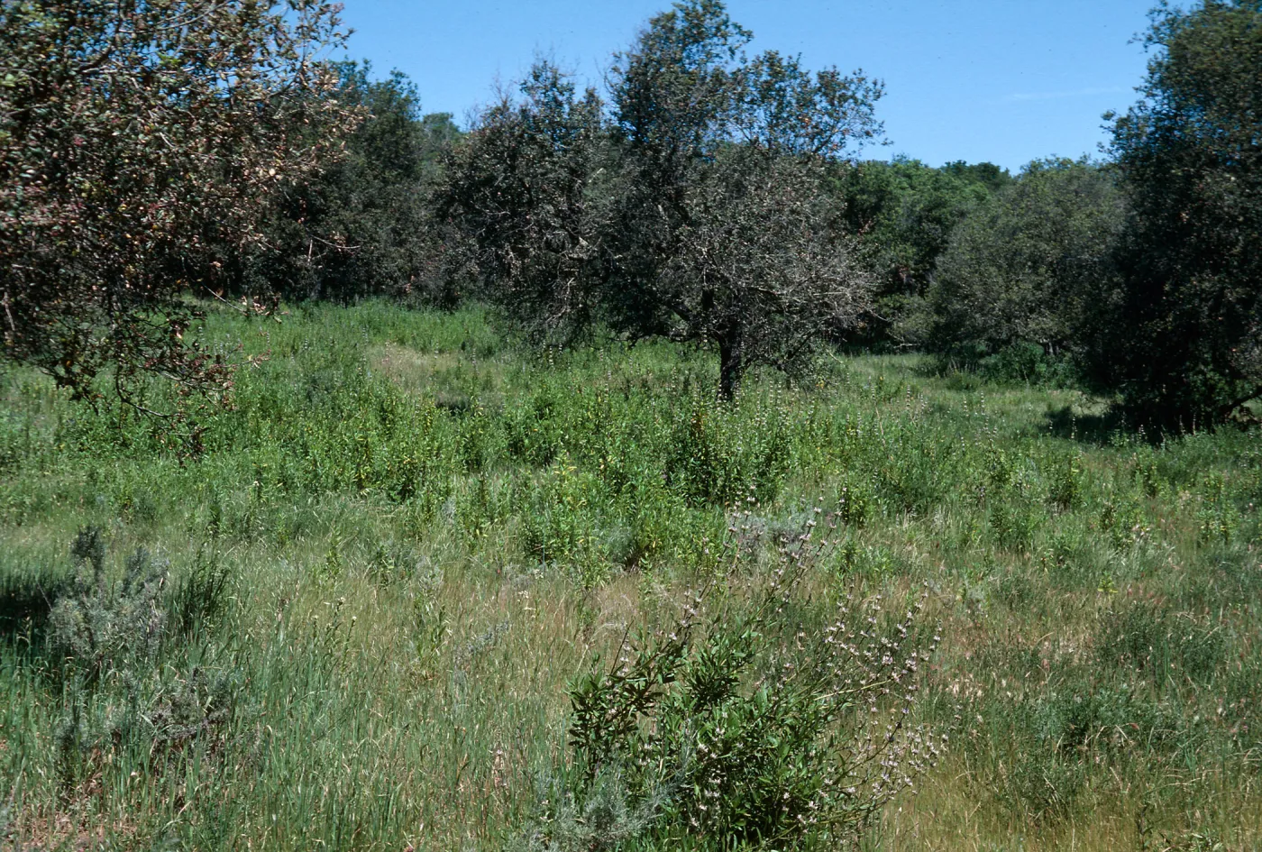 Los Alamos