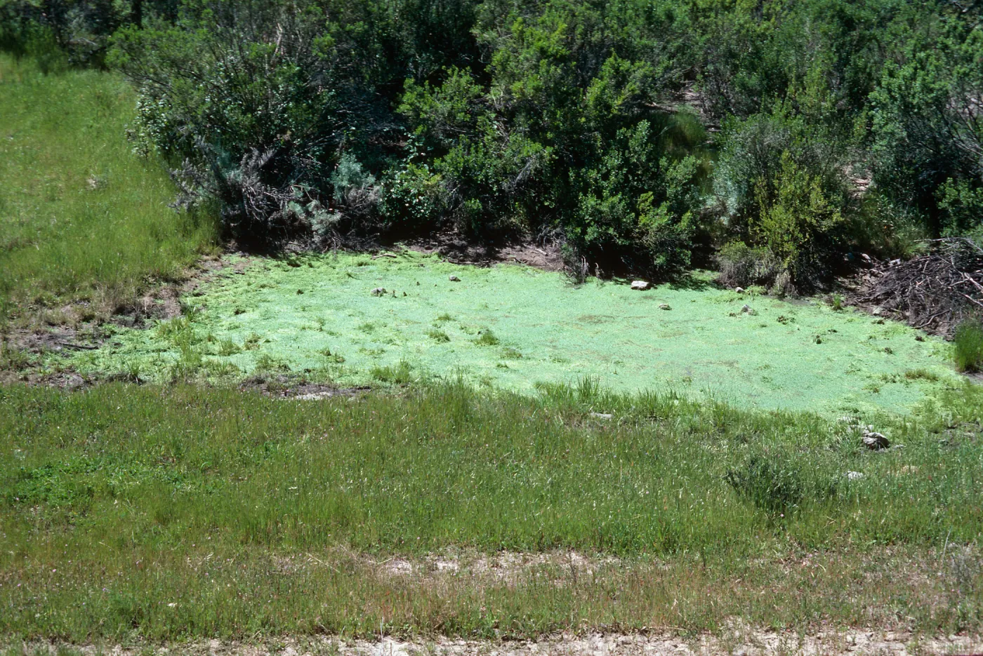 Los Alamos, pond (sic)