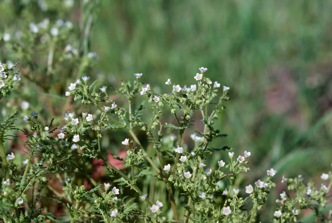 Las Flores Ranch