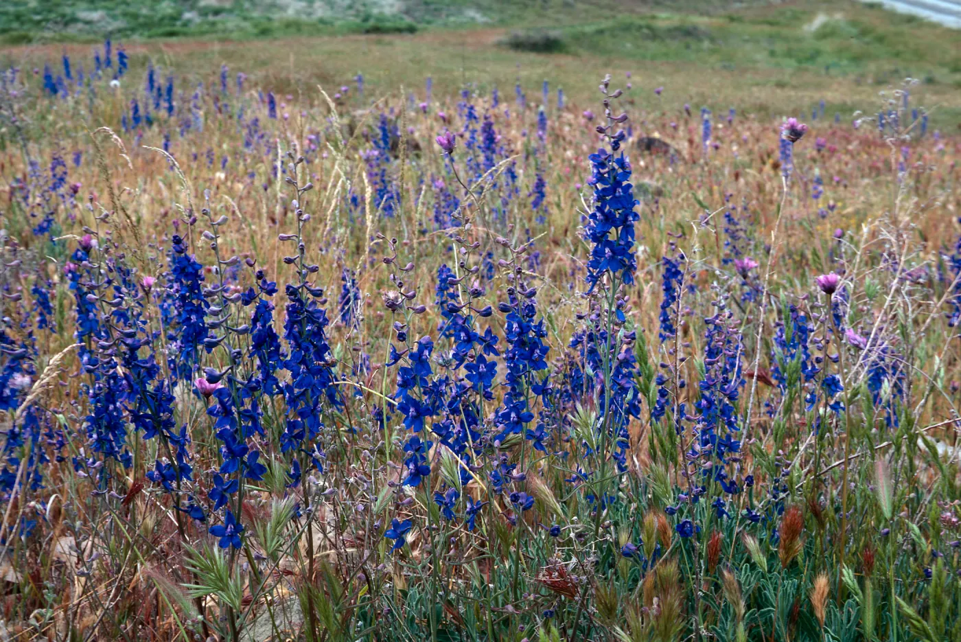 Larkspur, Cottonwood