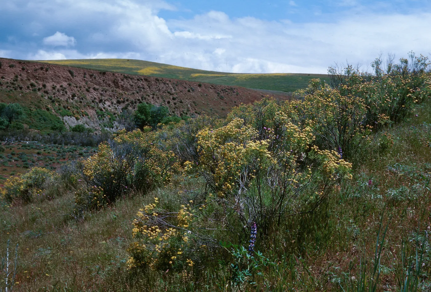 Haplopappus linearifolius, Cottonwood