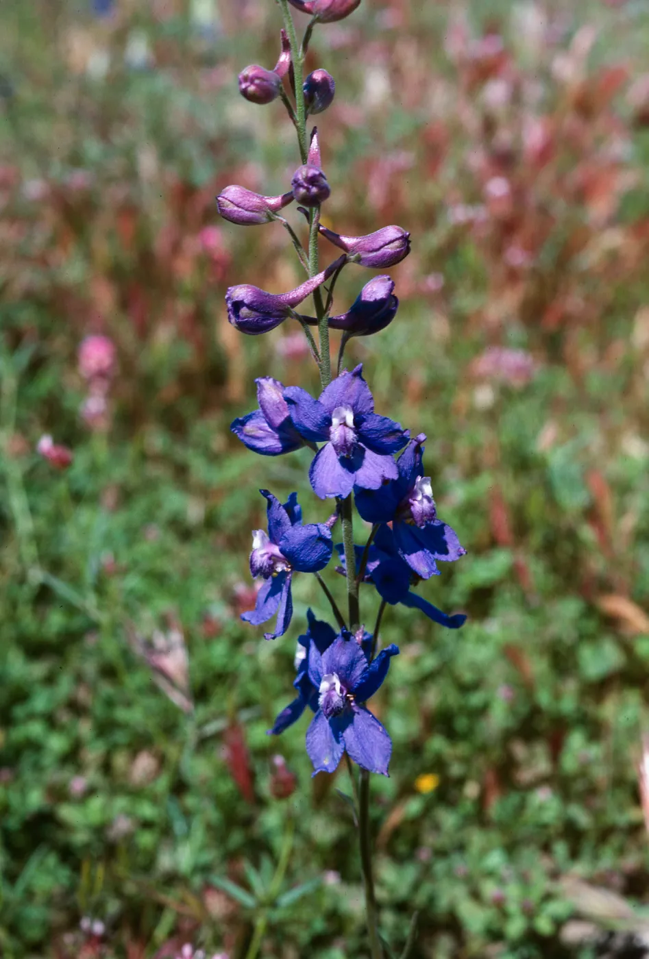 Larkspur, Cottonwood