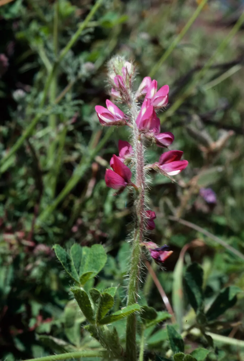 Lupine hirsutissimus, Cat Canyon Oil Field