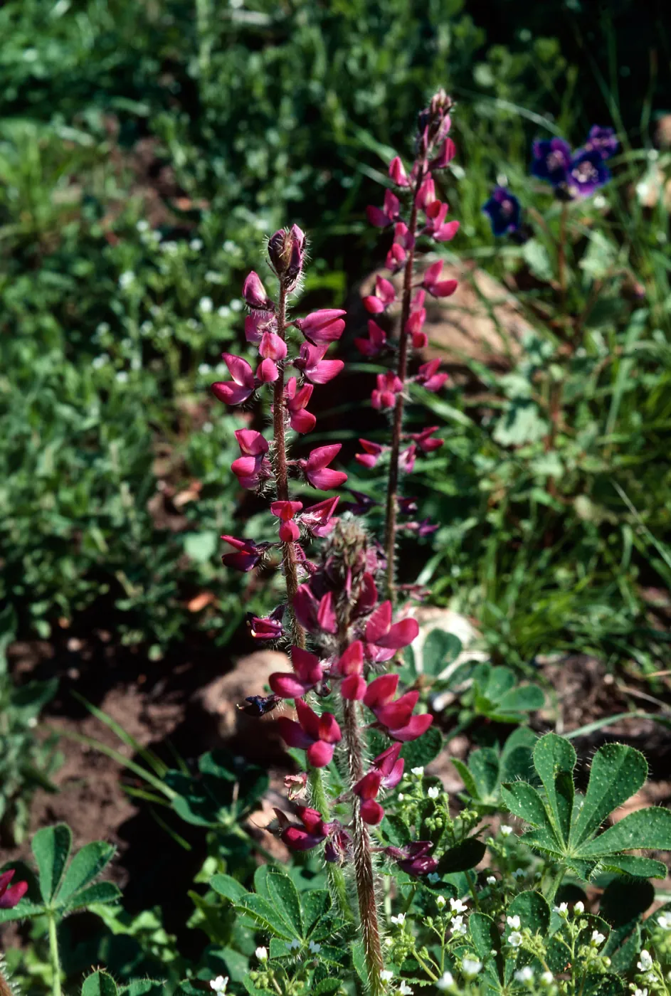 Lupine, Cat Canyon Oil Field