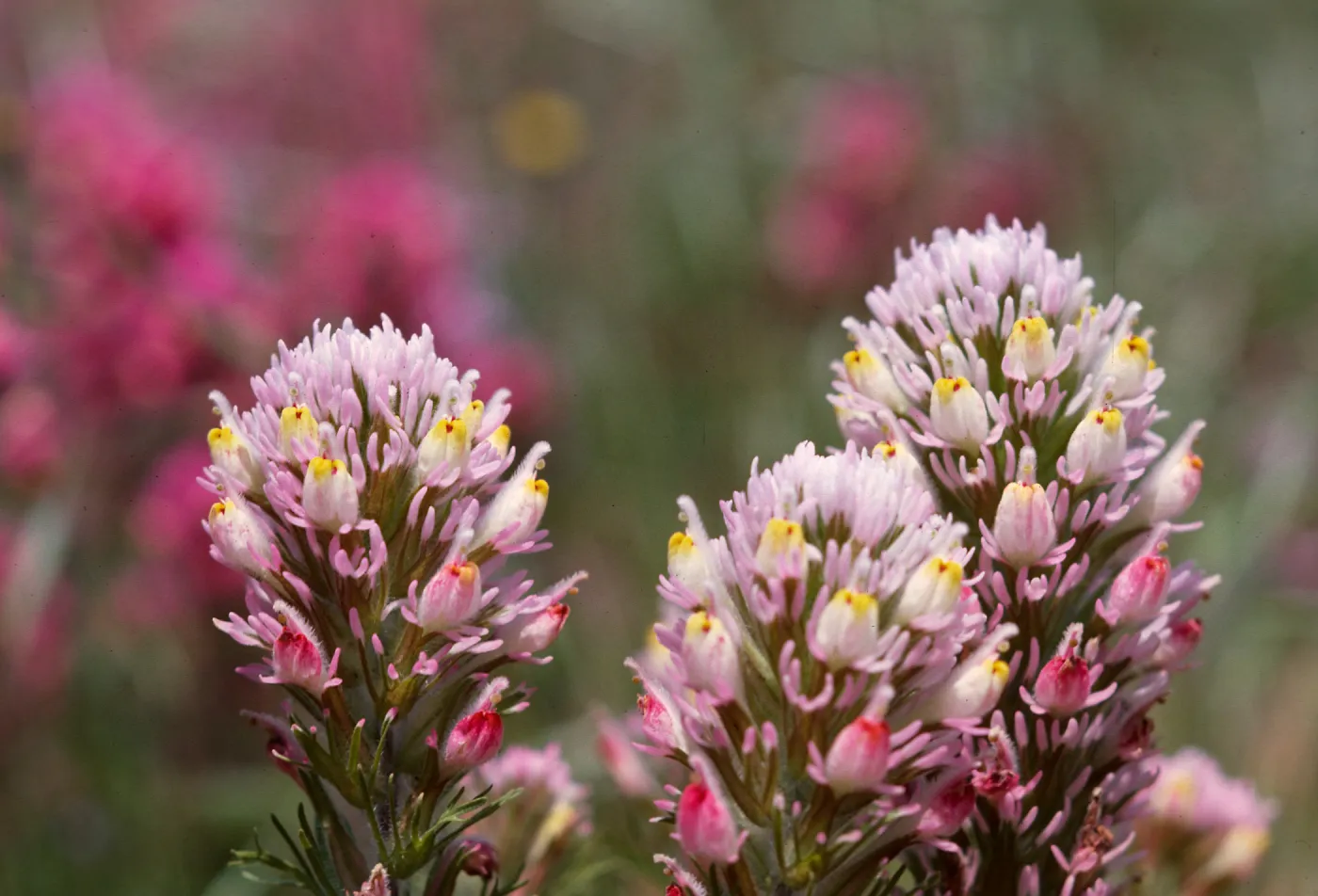 Owls Clover, Orthocarpus