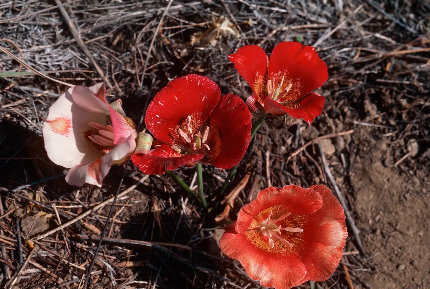 Calochortus, Mount Pinos