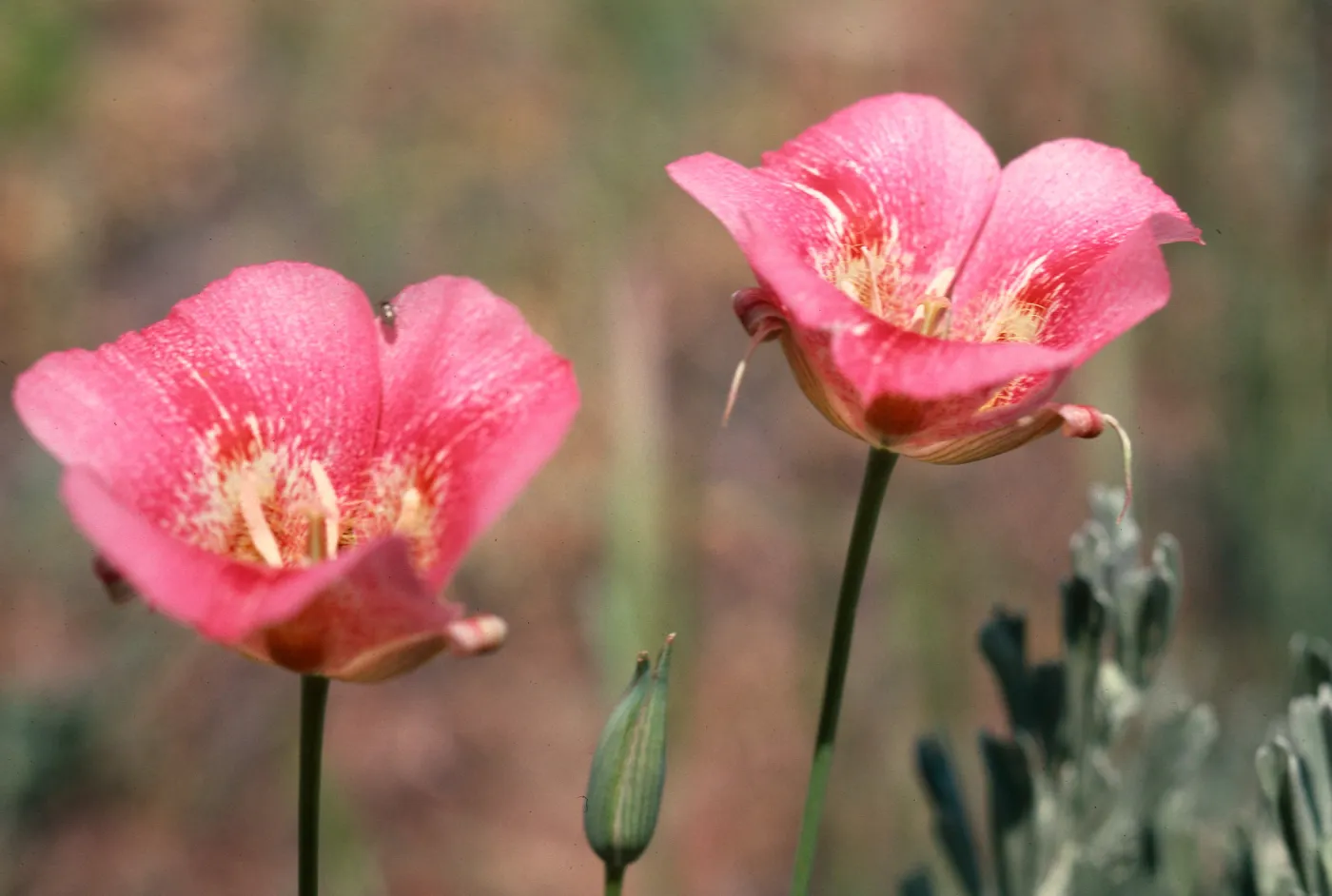 Calochortus, Mount Pinos