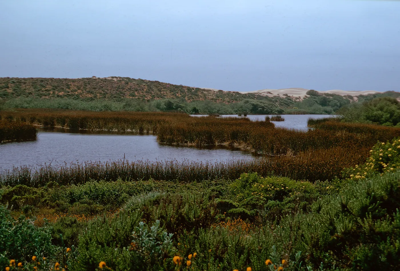 Dune Lakes