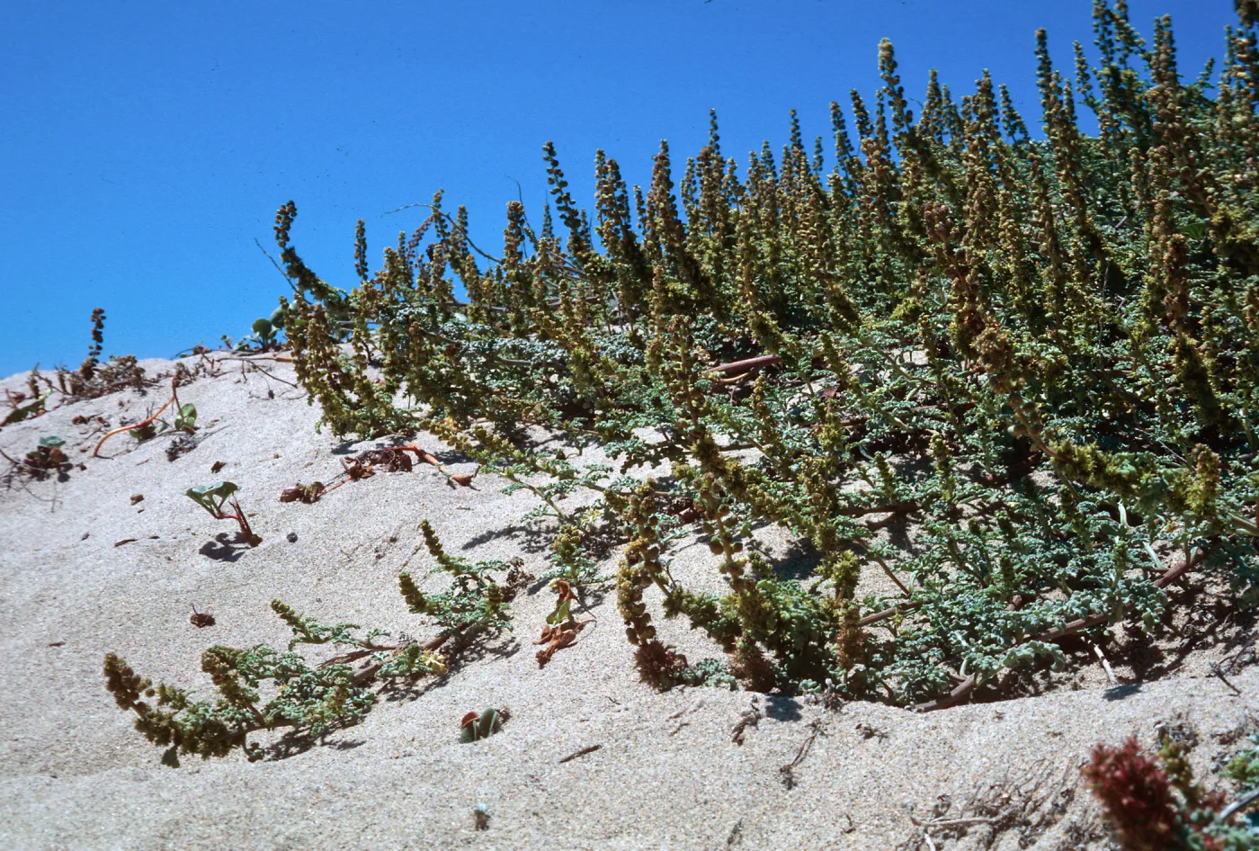 Guadalupe Dunes