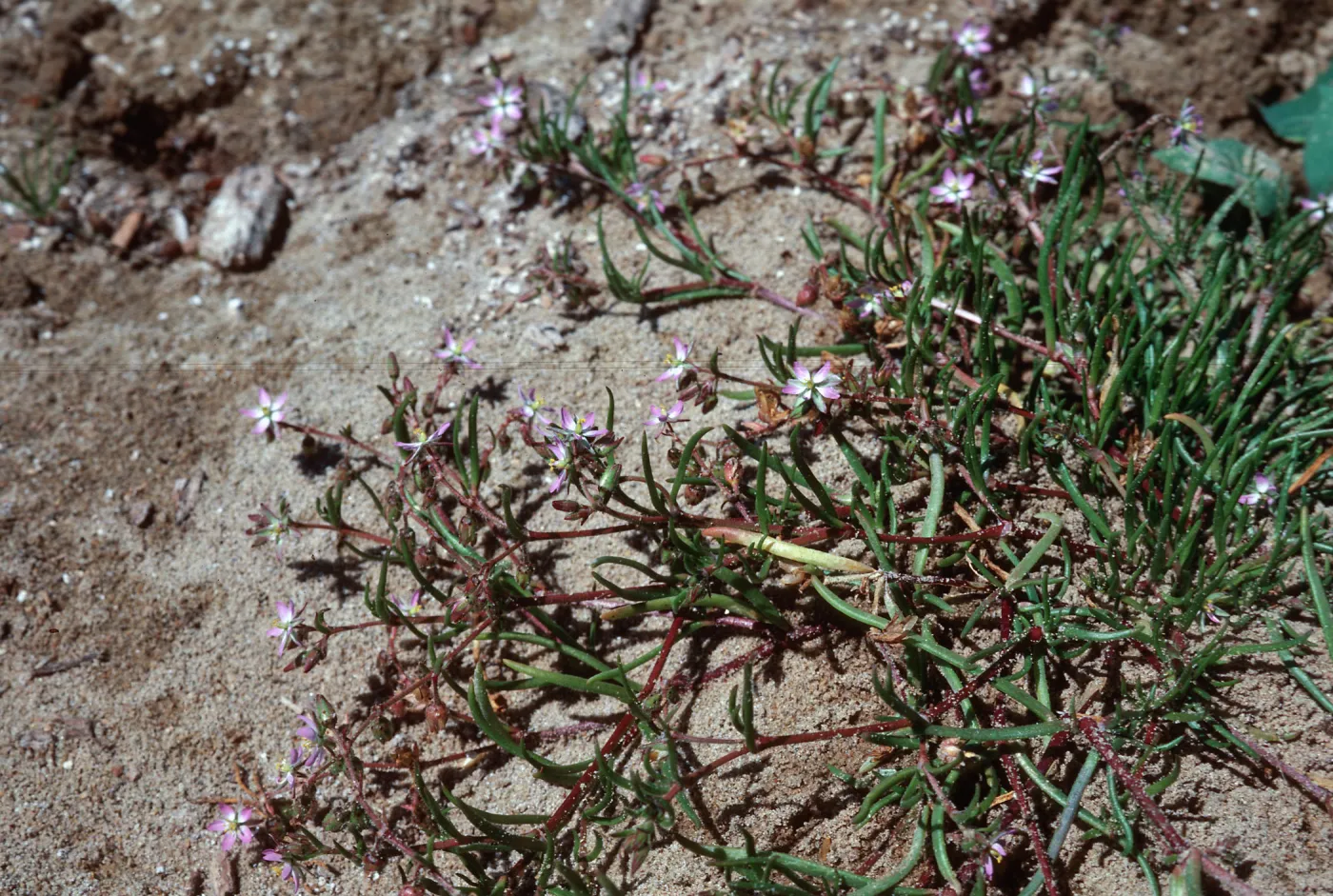 Spergularia, Guadalupe Dunes