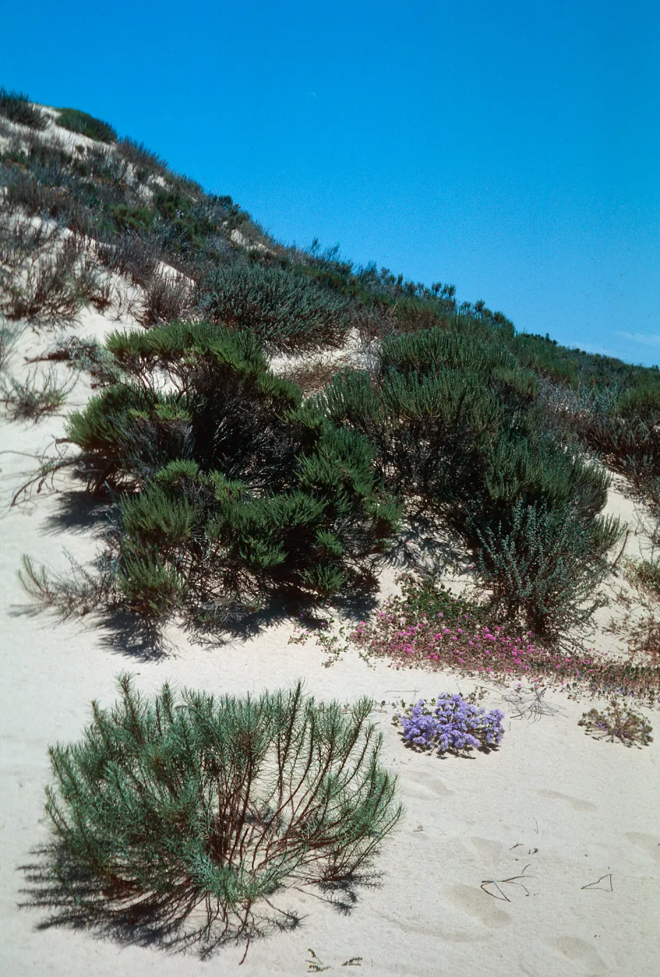 Guadalupe dunes