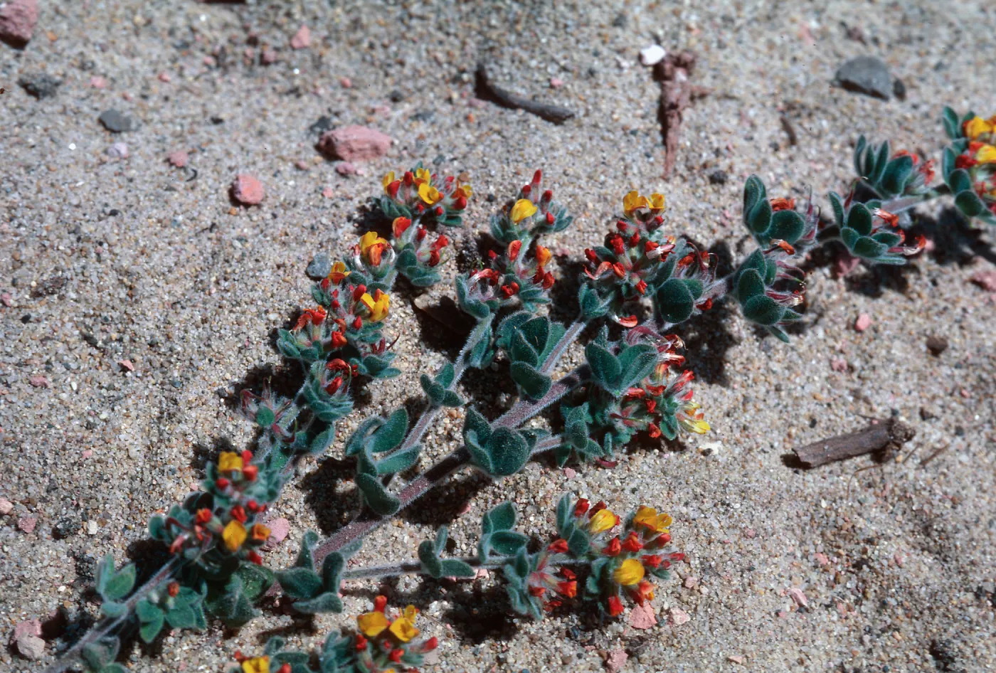 Lotus, Guadalupe Dunes