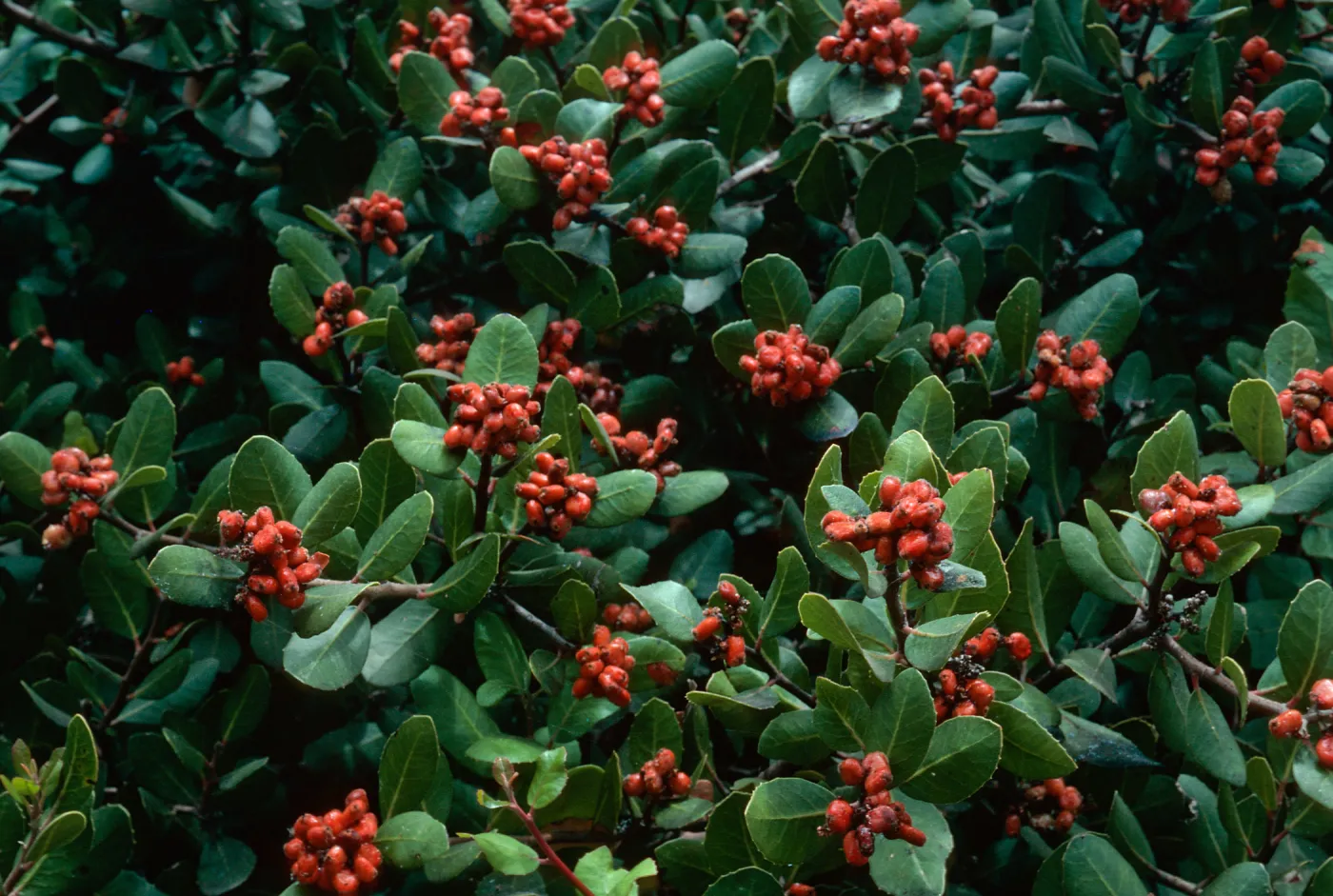 SBBG