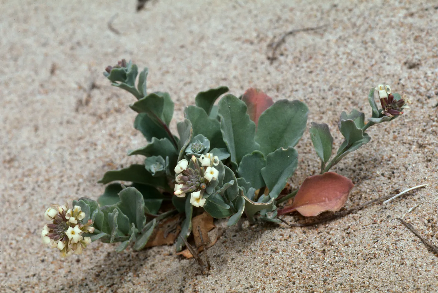 Dithyrea maritima, Spectaclepod, Guadalupe dunes