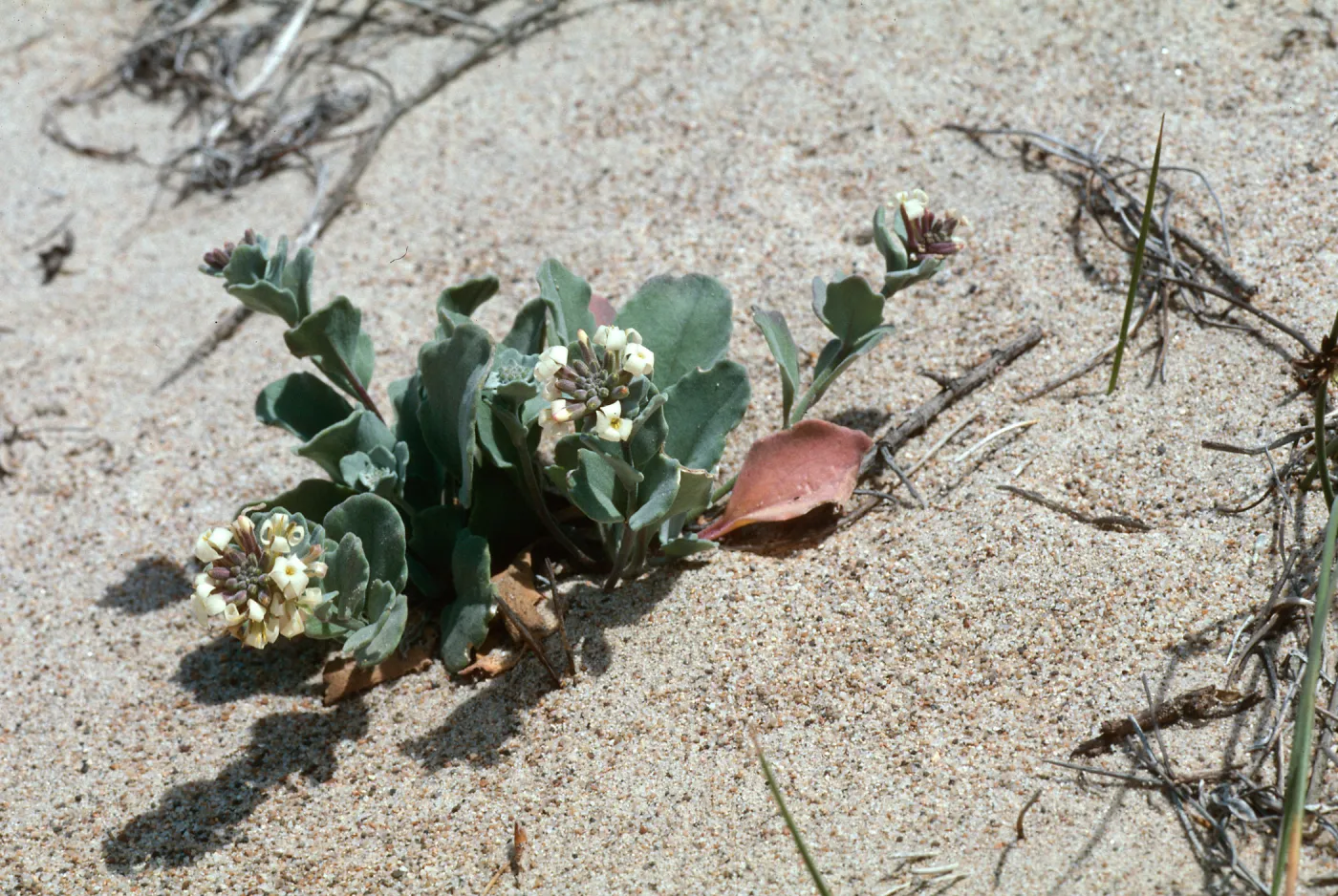 Dithyrea maritima, Spectaclepod, Guadalupe dunes