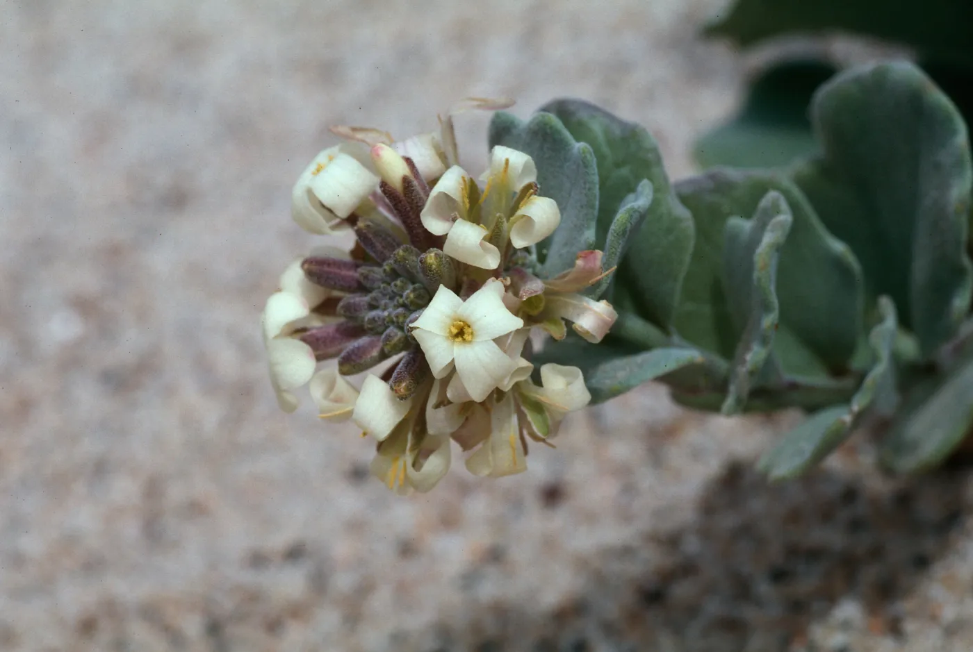 Dithyrea maritima, Spectaclepod, Guadalupe dunes