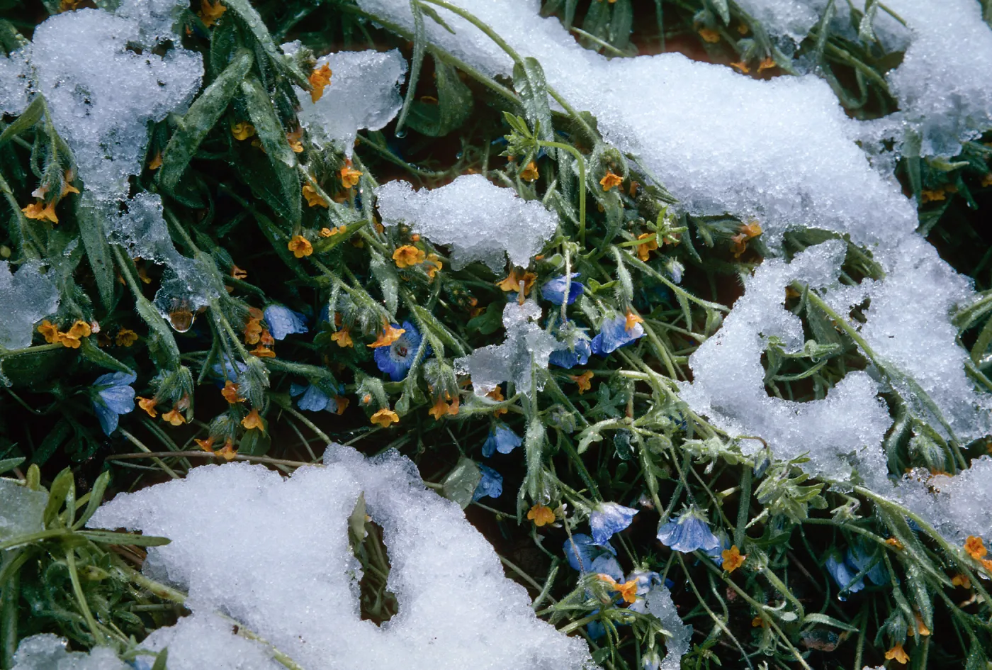 Baby Blue Eyes and Snow, Ranger Peak