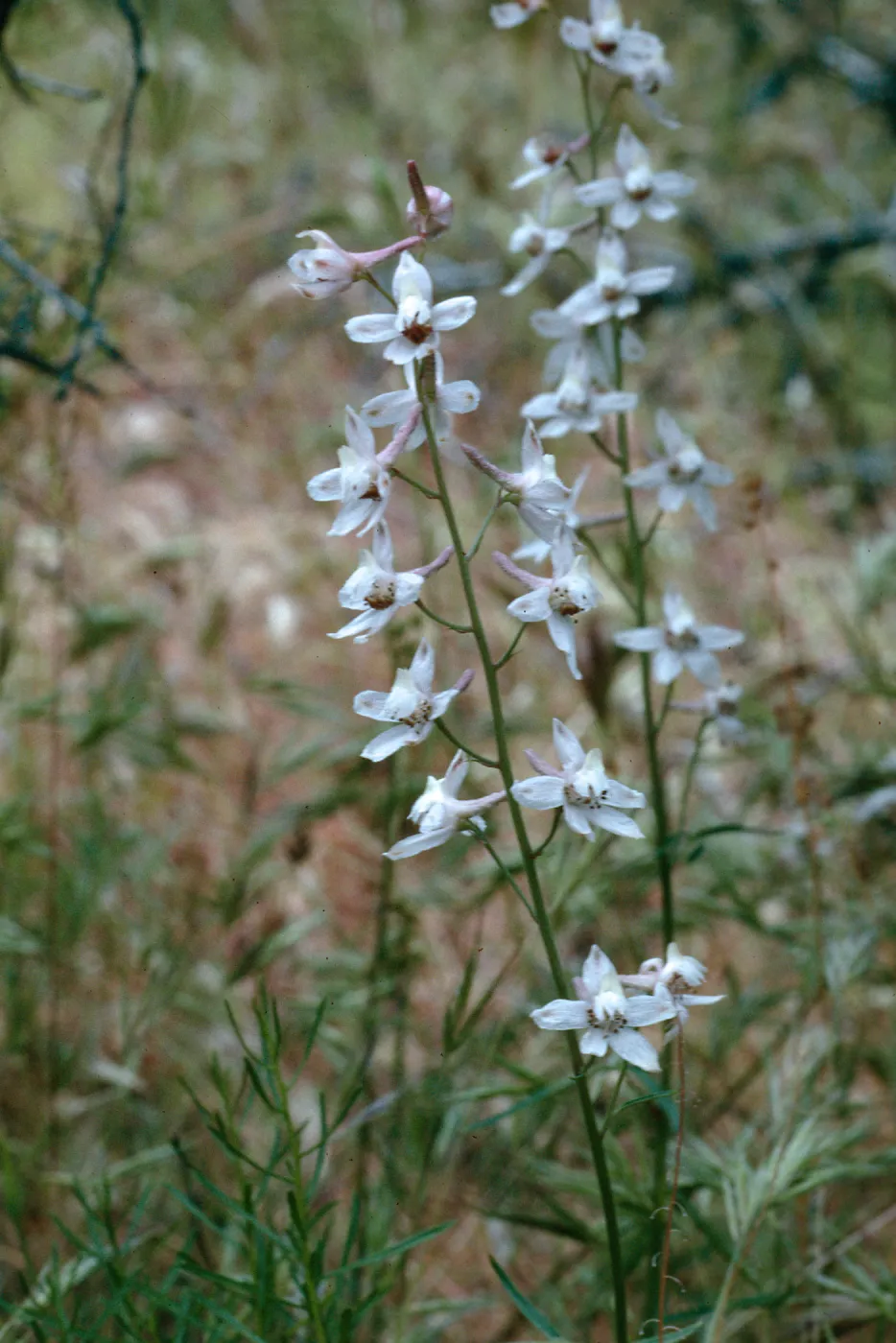 Larkspur, Corral Canyon, Highway 33