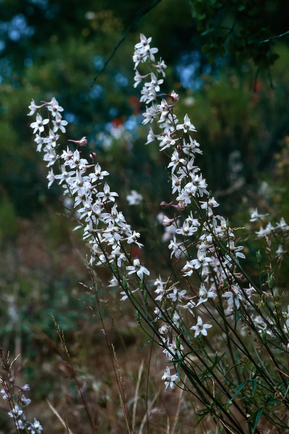 Larkspur, Corral Canyon, Highway 33