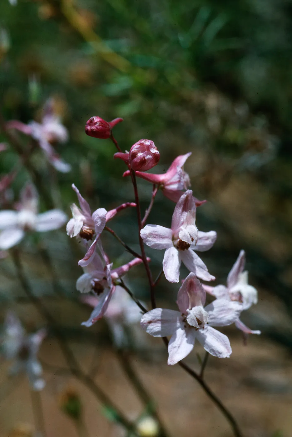 Larkspur, Corral Canyon, Highway 33