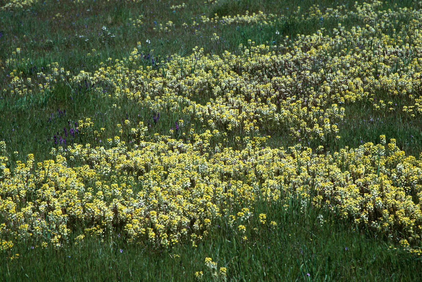 Yellow Butter and Eggs, Triphysaria eriantha, Turri Rd