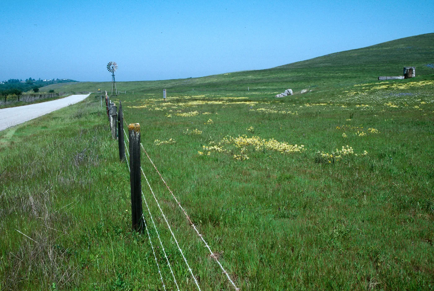 Yellow Butter and Eggs, Triphysaria eriantha, Turri Rd