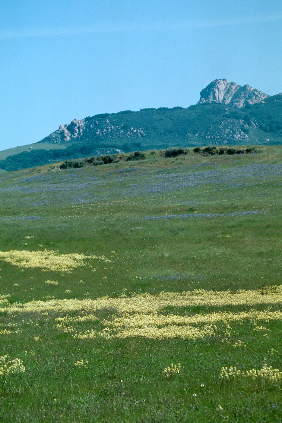 Yellow Butter and Eggs, Triphysaria eriantha, Turri Rd