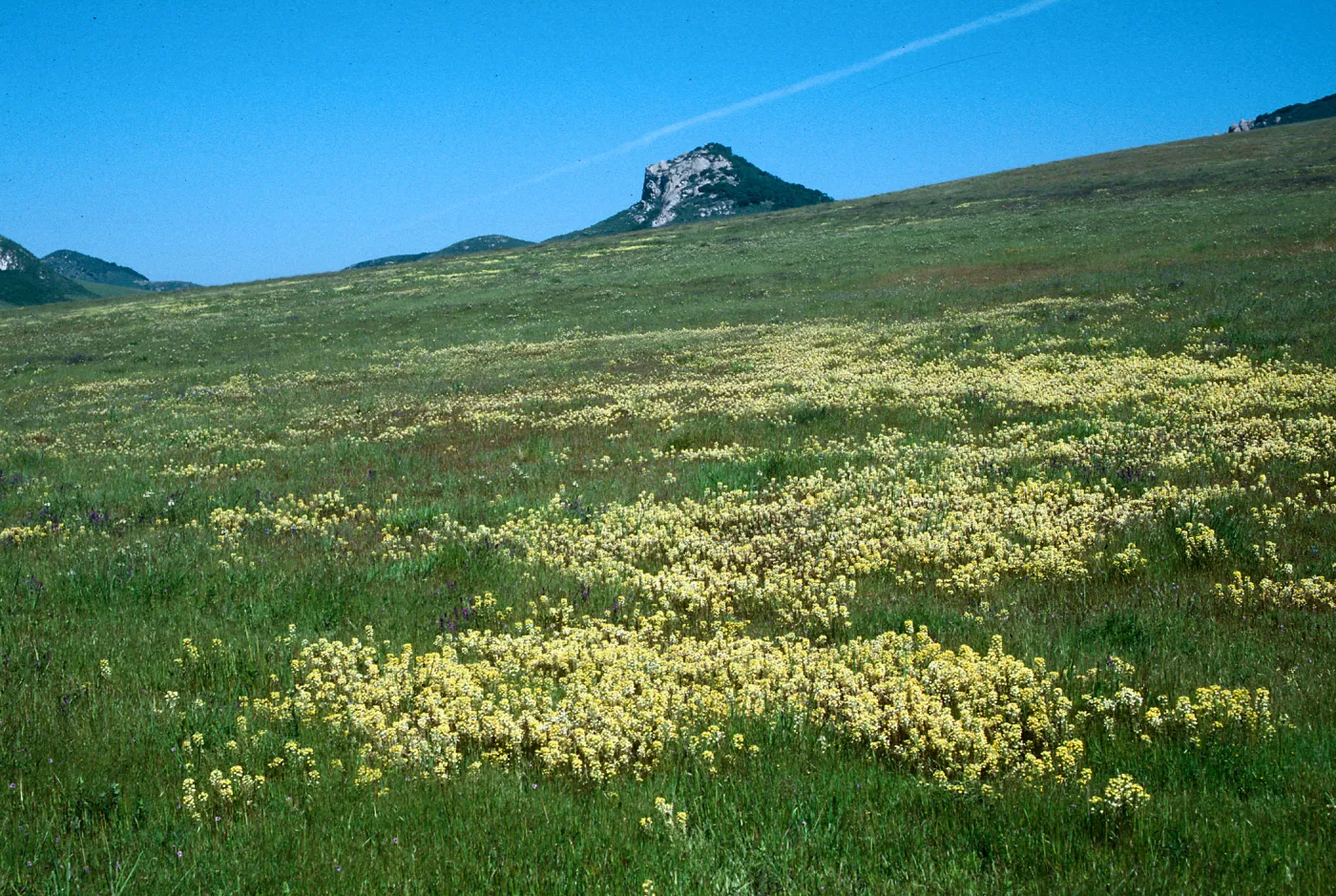 Yellow Butter and Eggs, Triphysaria eriantha, Turri Rd