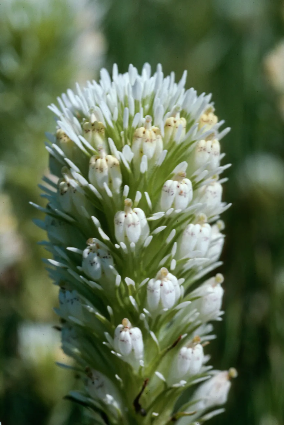 Owl's clover, Turri Rd