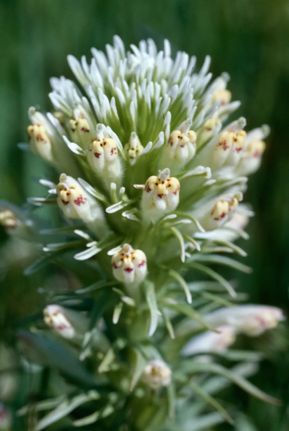 Owl's clover, Turri Rd