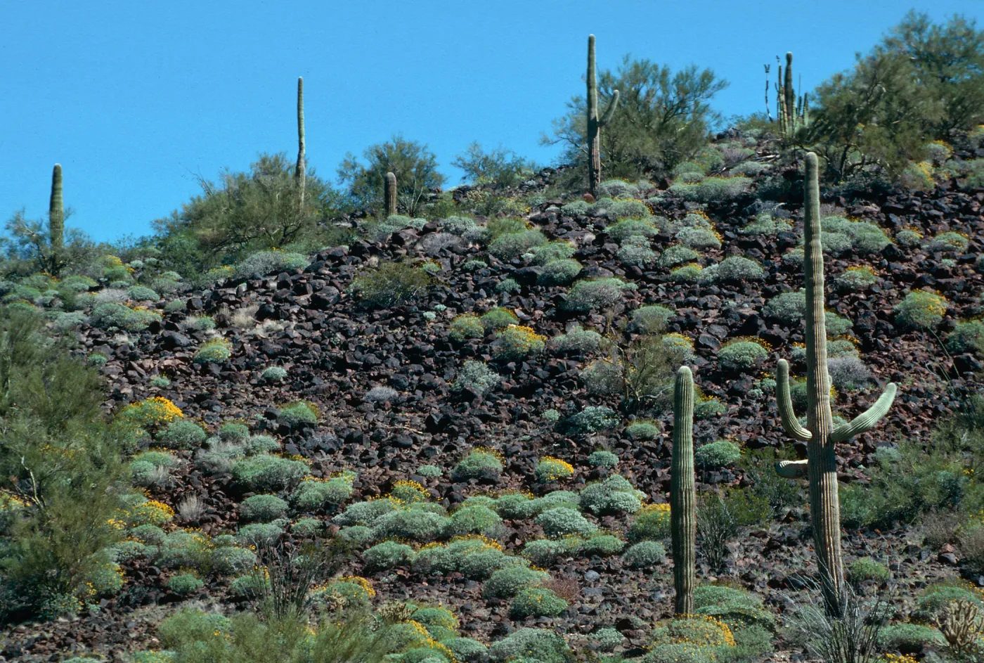 Organ Pipe Cactus Nat. Monument