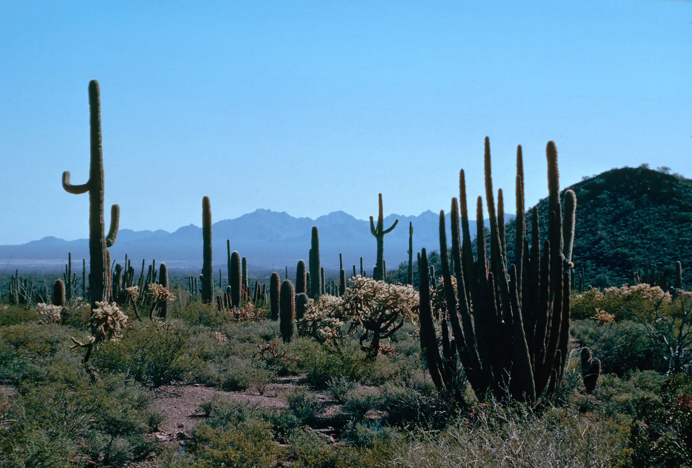 Organ Pipe Cactus Nat. Monument