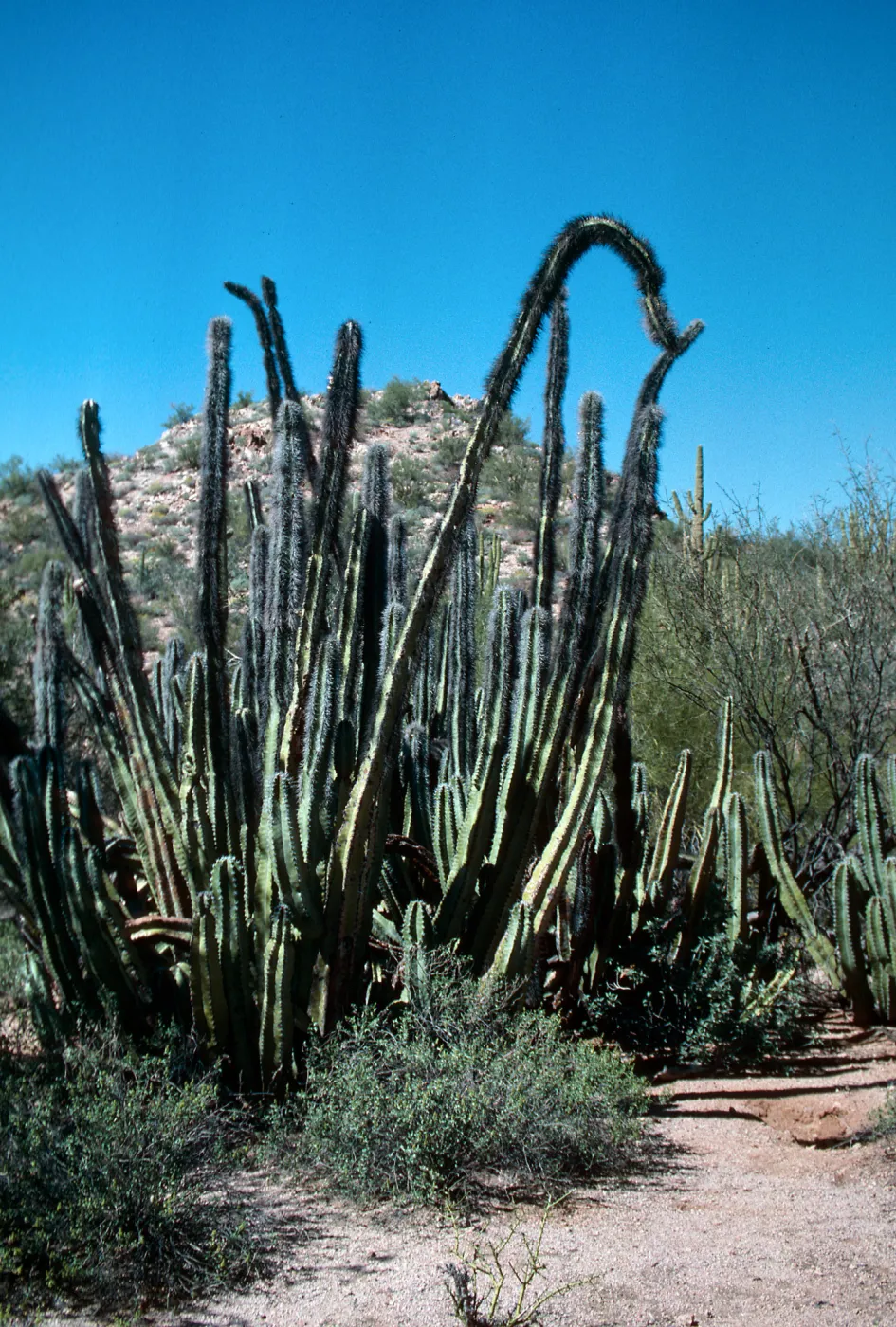Organ Pipe Cactus Nat. Monument