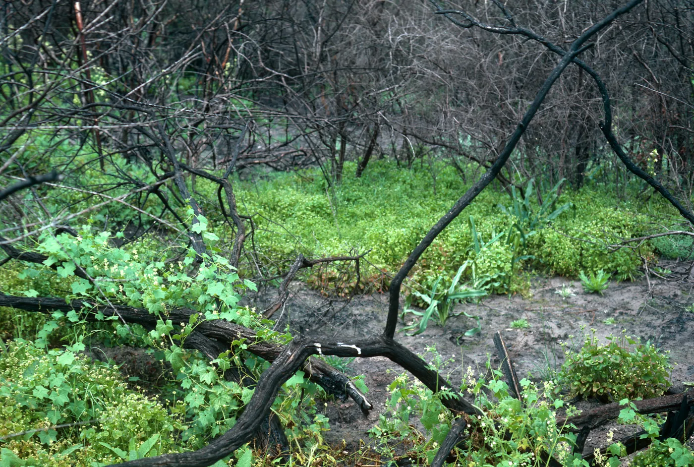 Burn area, Lopez