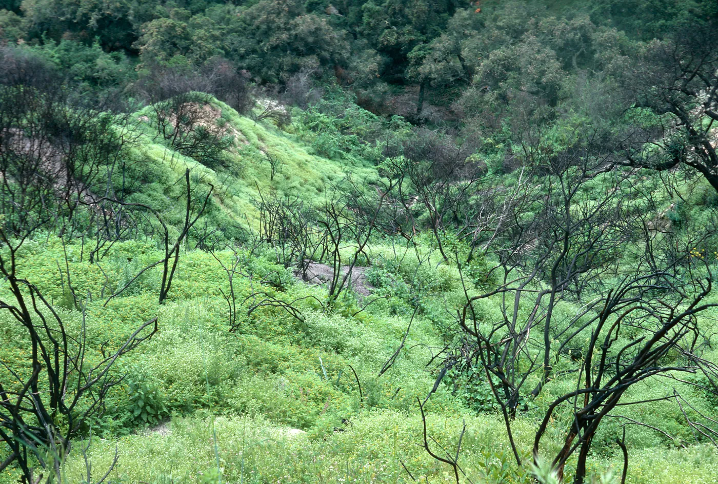Burn area, Lopez