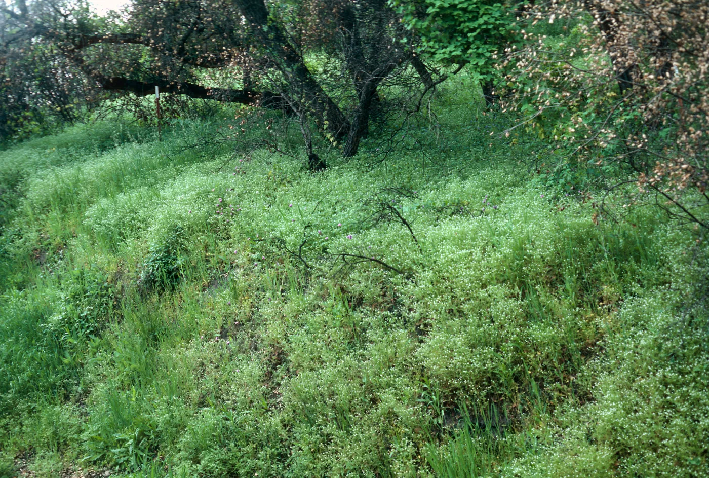 Burn area, Lopez