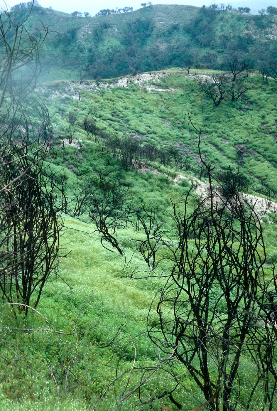 Burn area, Lopez