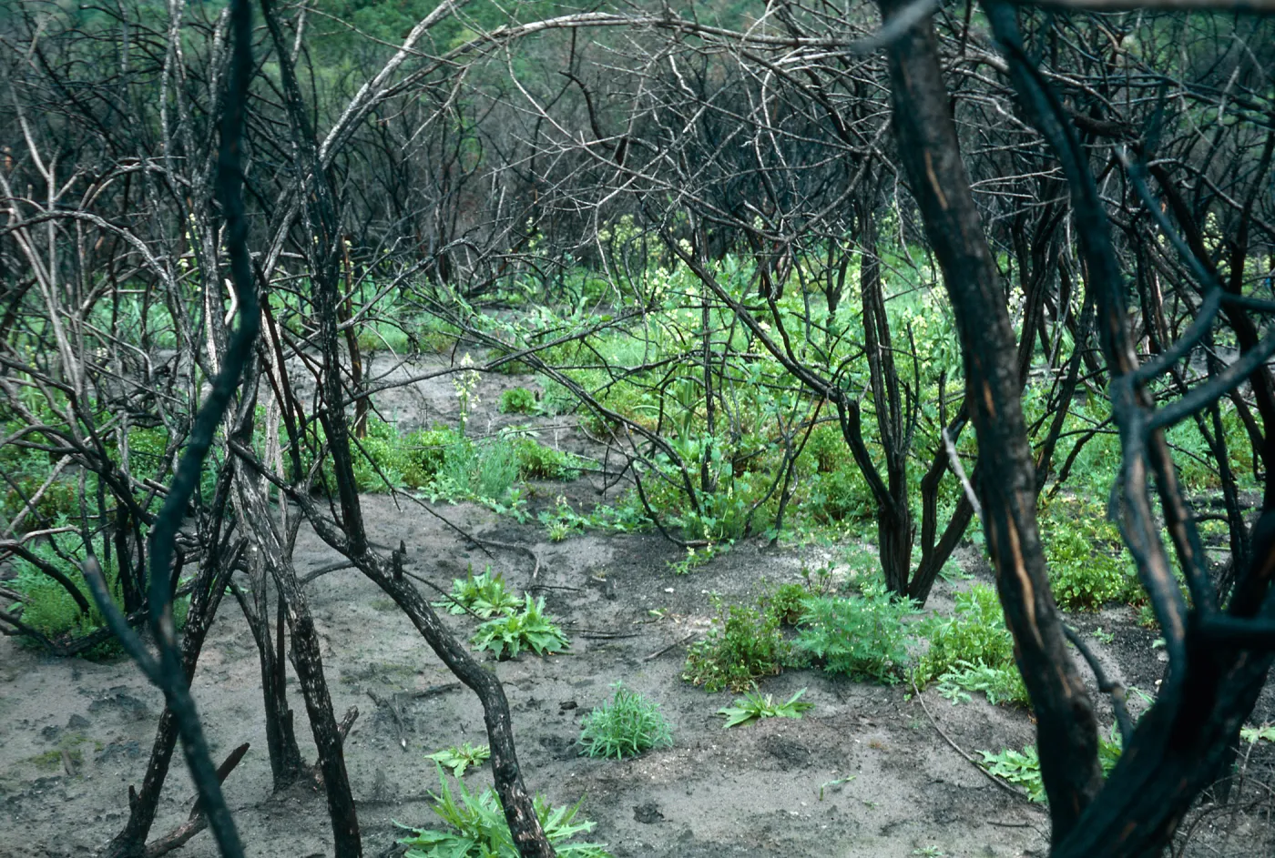 Burn area, Lopez