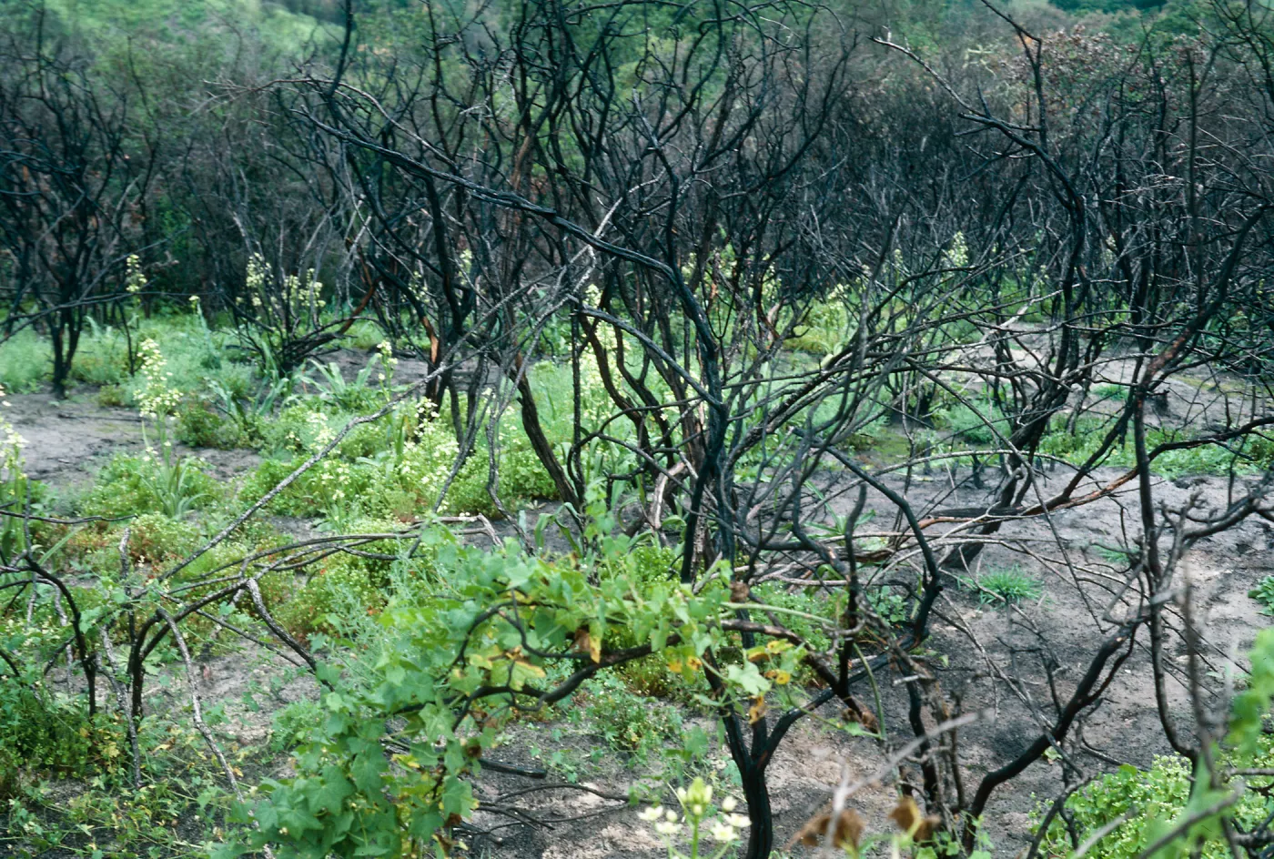 Burn area, Lopez