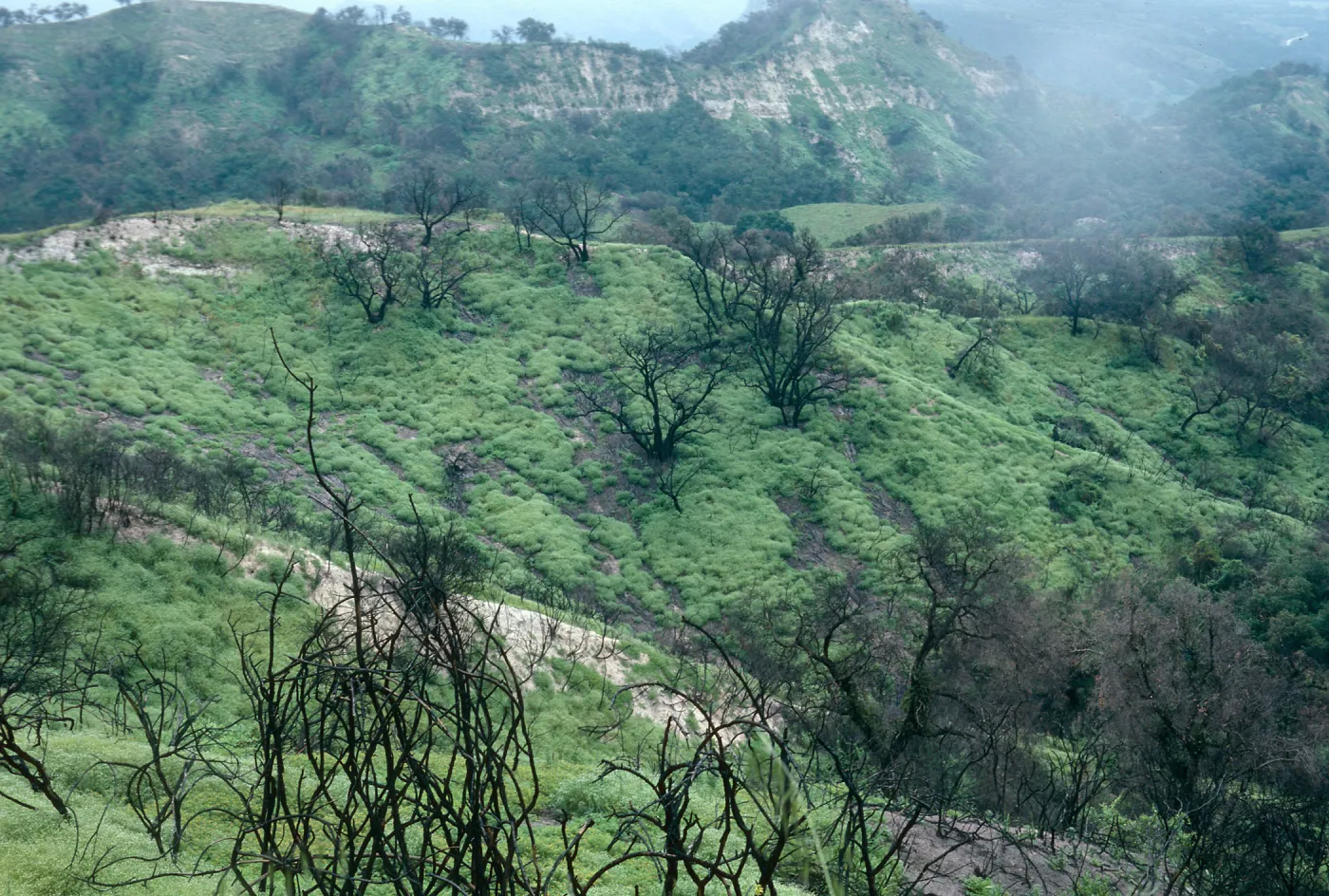 Burn area, Lopez