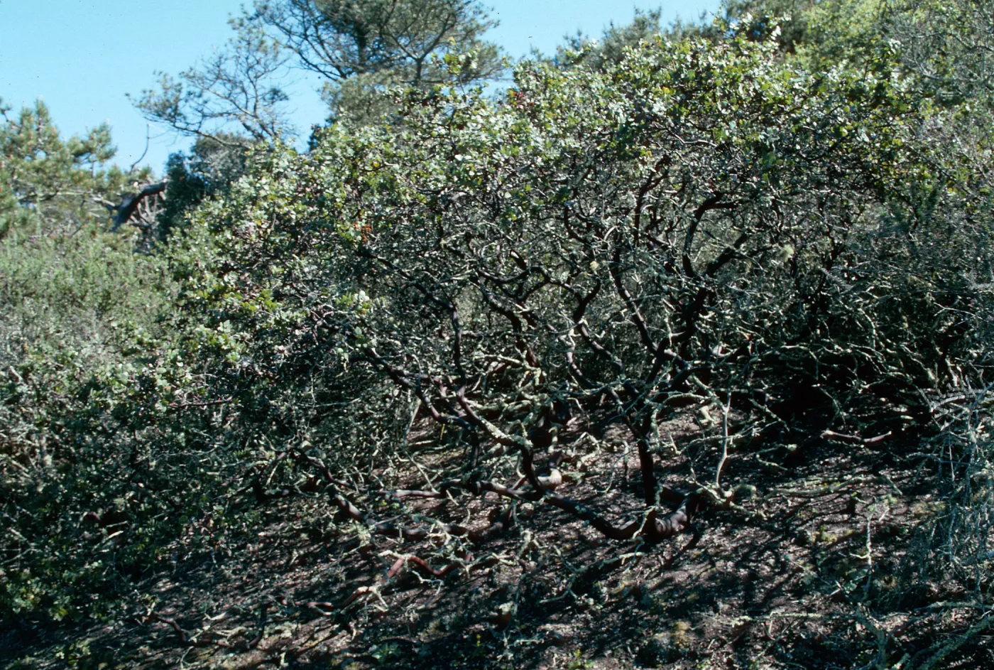 Orcutt Hill, Orcutt, Calif.