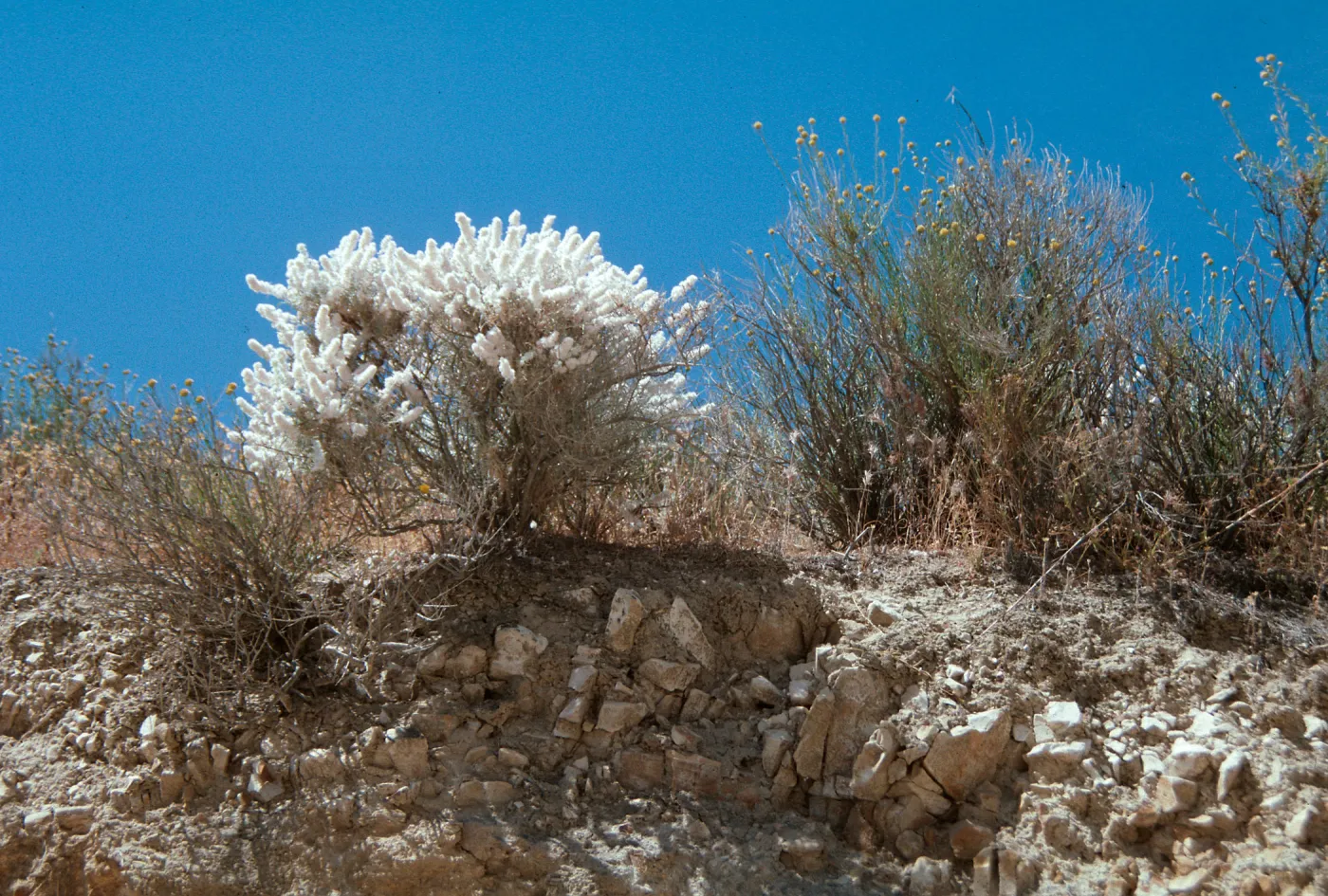 Mule Fat, Bacharis salicifolia, Caliente