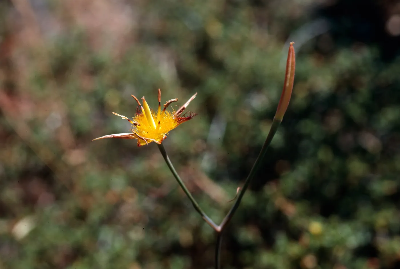 Cuesta