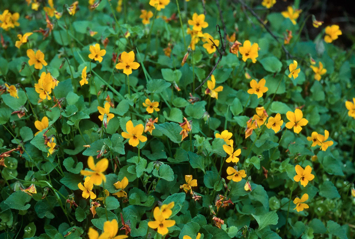 Violets, Lopez
