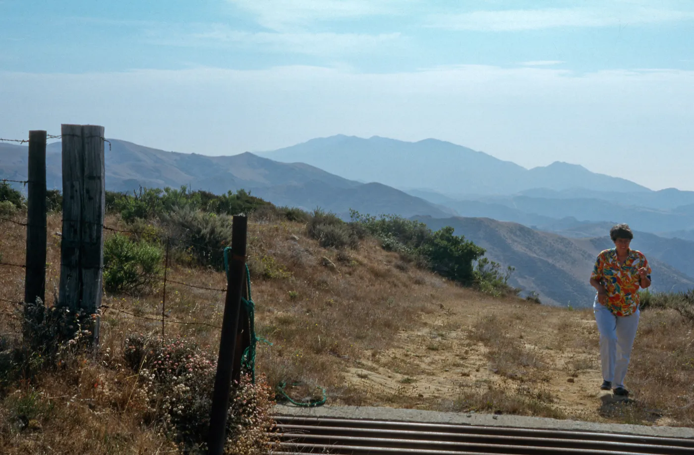 Gaviota Tar Weed, Hollister Ranch