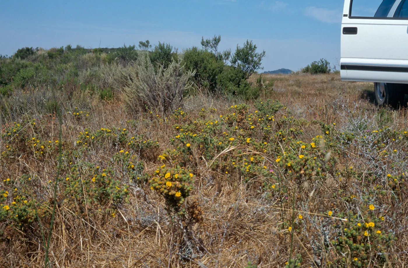Gaviota Tar Weed, Hollister Ranch