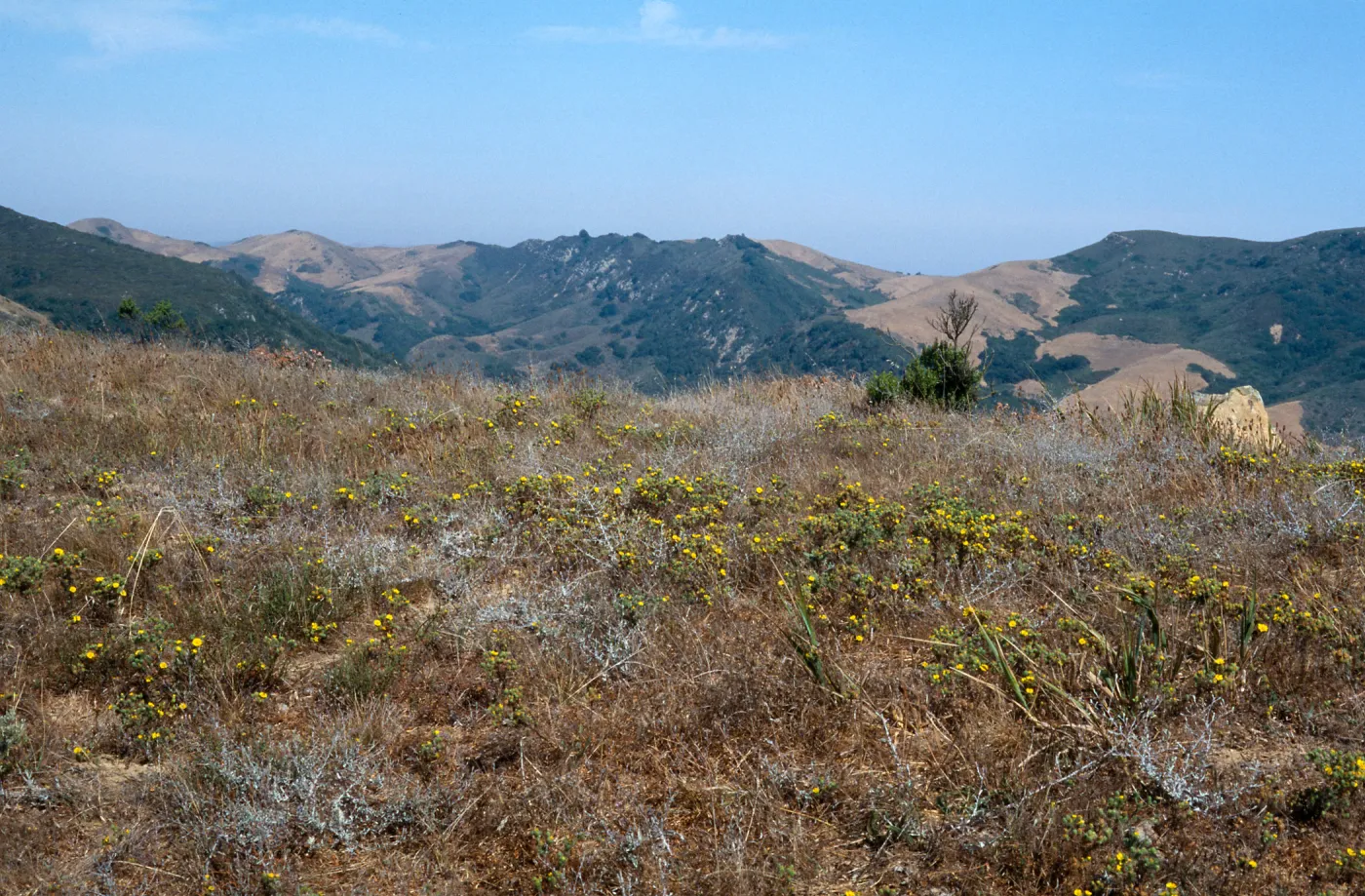 Gaviota Tar Weed, Hollister Ranch
