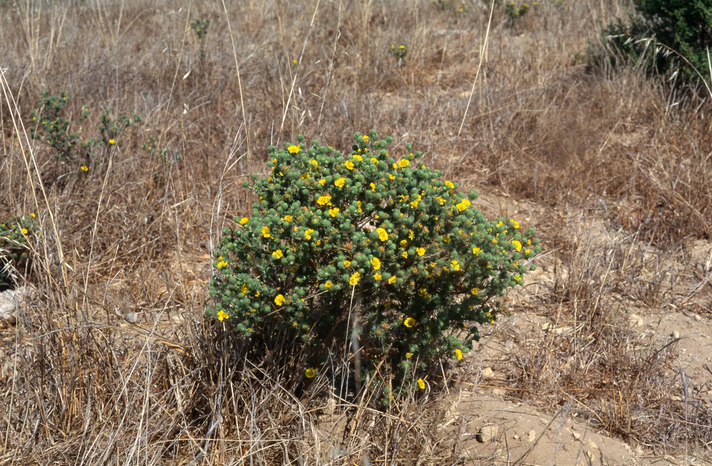 Gaviota Tar Weed, Hollister Ranch
